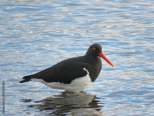 Magellanic oystercatcher