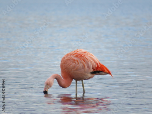 Chilean flamingo