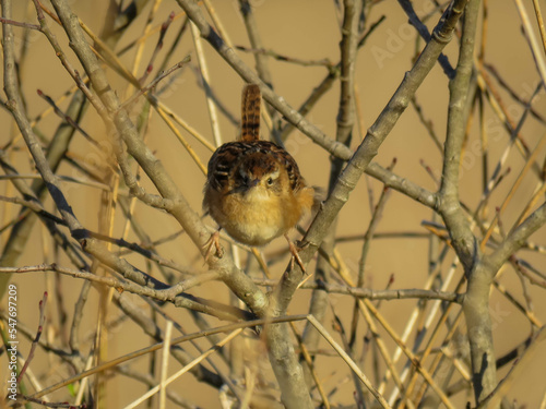 Austral wren