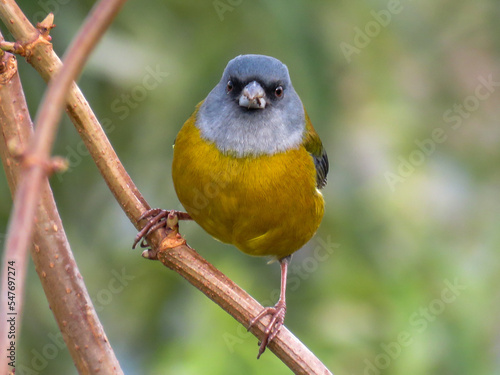 Patagonian sierra-finch