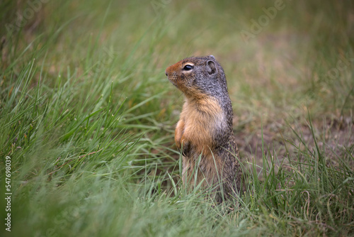 Columbian Ground Squirrel © David