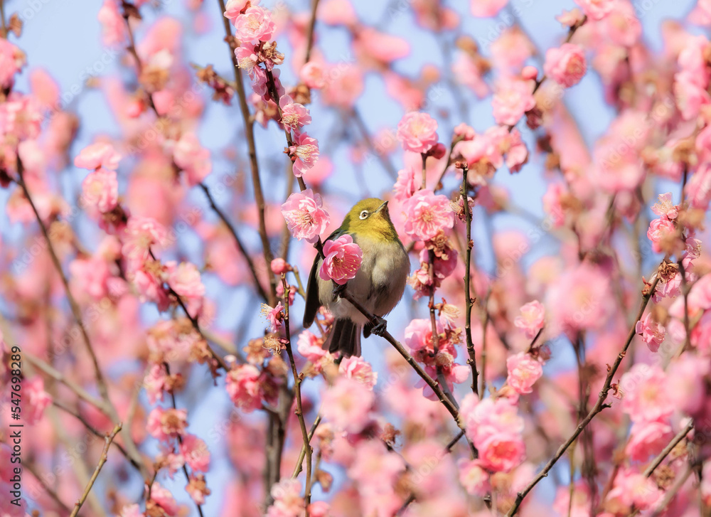 梅の花とメジロ