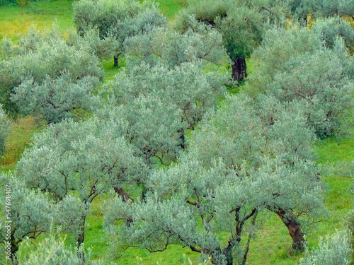 flowers in the forest