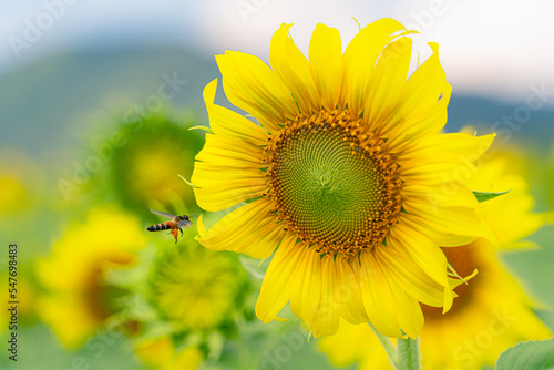 The new day of the little bee and the sunflower.