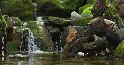 Beautiful red squirrel eating food at tree trunk in the water