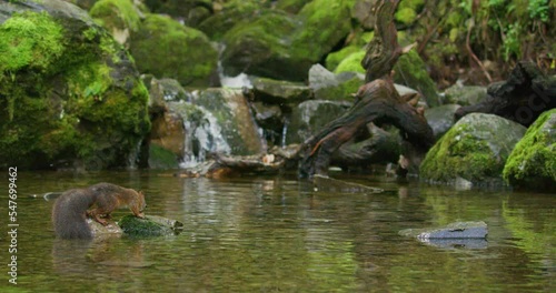 Red squirrel jump from rock in to the water with a nut in the mouth
