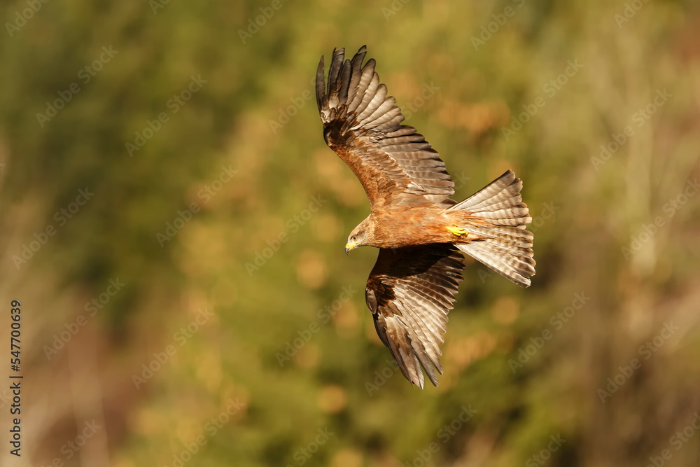Fototapeta premium The black kite (Milvus migrans) looking for prey