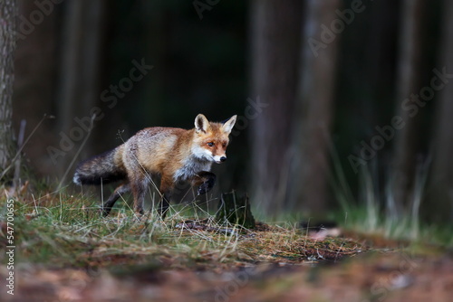 male red fox (Vulpes vulpes) running around the forest