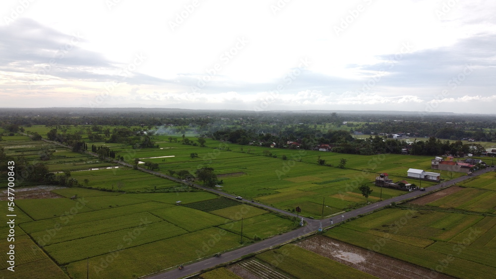 Aerial photo of green rice fields and village edges. Indonesian countryside