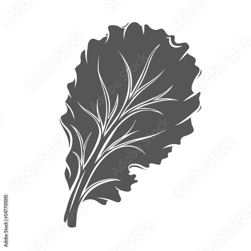 Lettuce leaf glyph icon vector illustration. Silhouette of iceberg or cabbage foliage, one leaf for cooking summer or spring healthy salad in kitchen, raw natural organic leafy vegetable for culinary