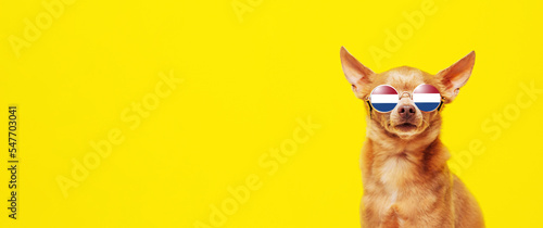 Cute brown dog in sunglasses against yellow background glasses reflect flag of Netherlands.