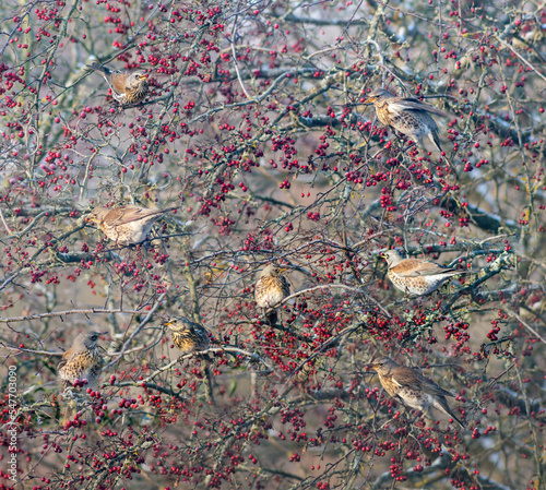 Fieldfare birds on hawthorn branches with berries on hazy day in autumn
