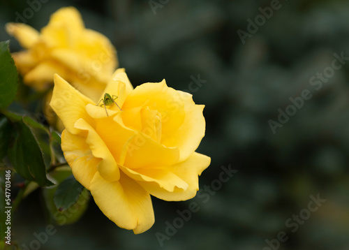 Elegant Yellow rose in the garden with a bug, on a dark background