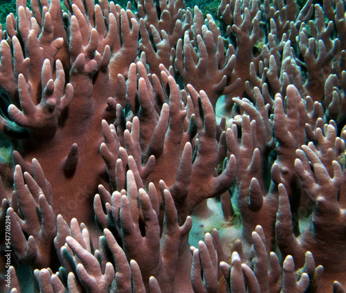 Finger Leather coral growing on a shallow reef Boracay Island Philippines photo