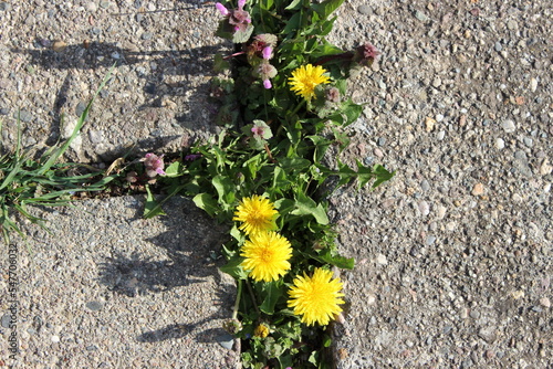 Dandelion on pavement btween stones