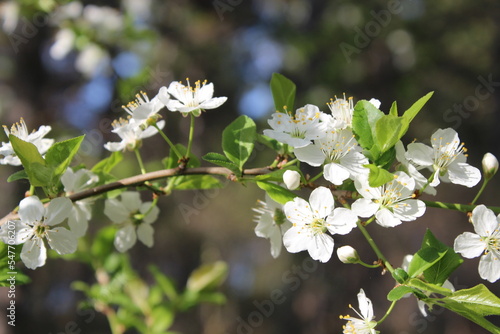 Plum tree white flowers in the garden