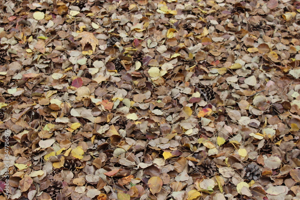 autumn leaves on the ground autumn leaves on the ground