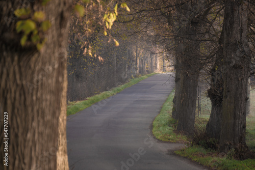 curly road in the misty autumn morning , secret road