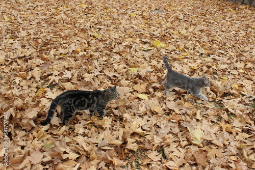friends forever two tabby cats on autumn leaves