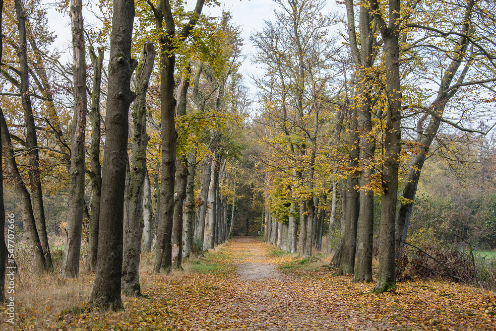Fototapeta premium the beeches die from drought and nitrogen deposition