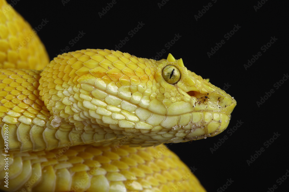 Obraz premium Portrait of a yellow Eyelash Viper against a black background 