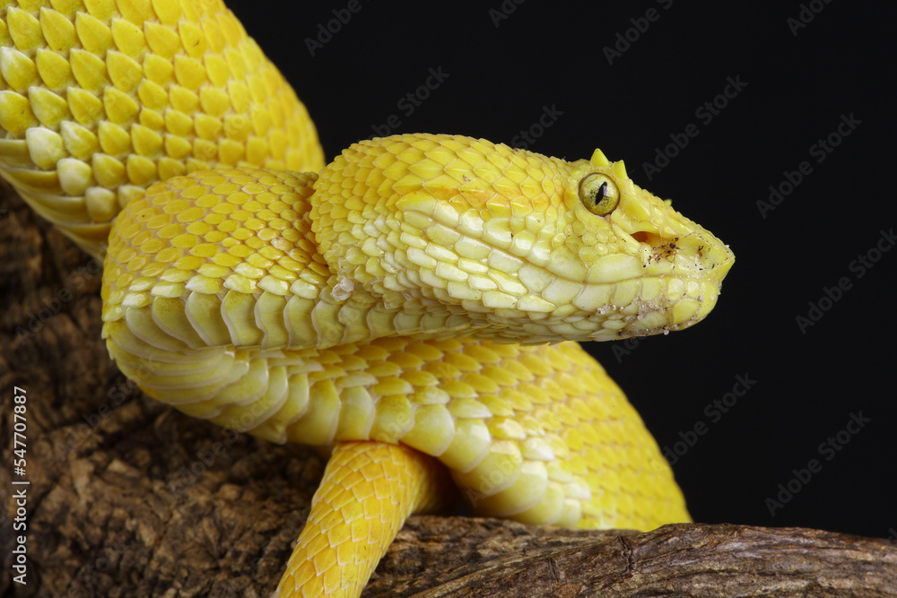 Obraz premium Portrait of a yellow Eyelash Viper against a black background 