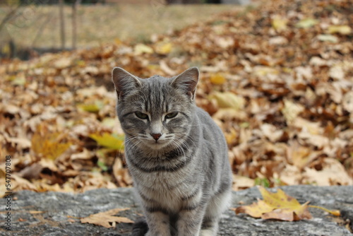 portrait of a tabby cat with autumn leaves background
