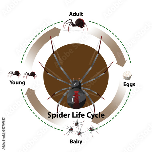 Spider Life Cycle vector illustration