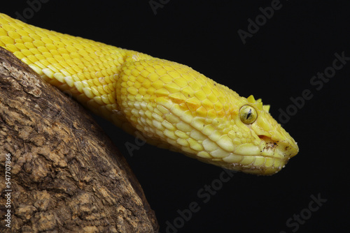 Portrait of a yellow Eyelash Viper resting on a branch 