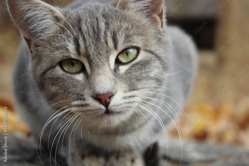 close up portrait of a tabby cat