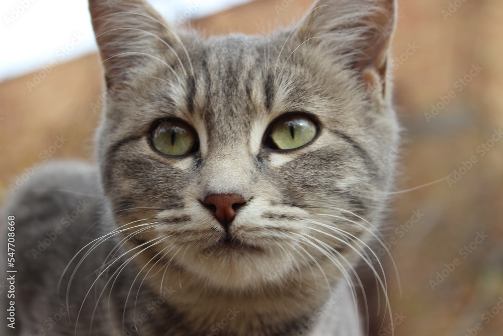 close up portrait of a tabby cat