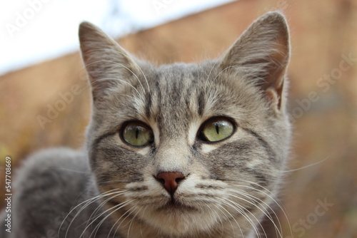 close up portrait of a tabby cat © Ela