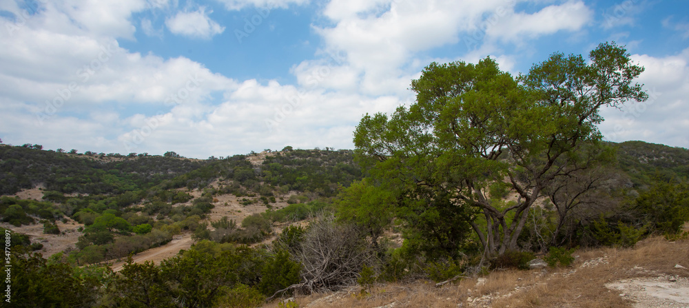 Big mesquite tree in Texas Hill Country Big mesquite tree in Texas Hill Country
