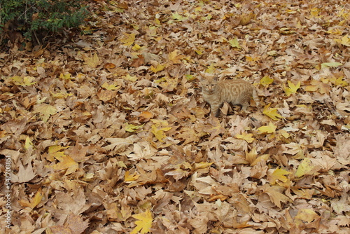 yellow cat on the yellow autumn leaves