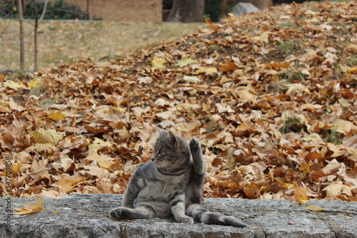 tabby cat in the garden with autumn leaves - one paw is up