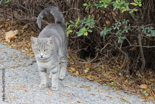portrait of a cat in the garden