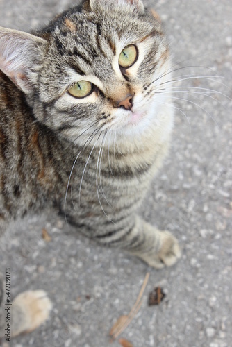 portrait of a tabby cat