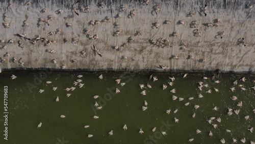 Pelicans stop off at Mishmar Hasharon reservoir photo