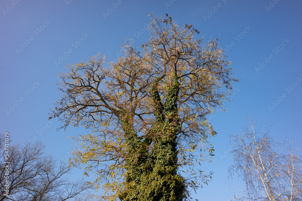 A tall large tree whose trunk is overgrown with ivy and hops against a blue cloudless sky A tall large tree whose trunk is overgrown with ivy and hops against a blue cloudless sky