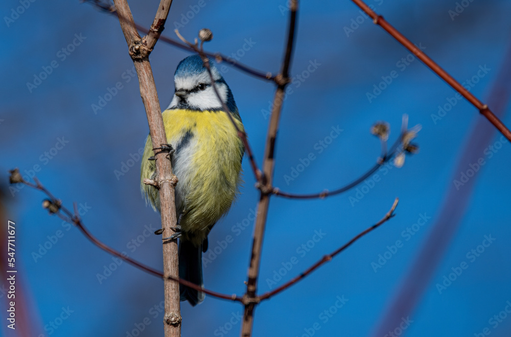 Obraz premium yellow backed shrike