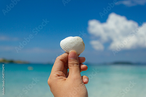 White shell pick up by hand