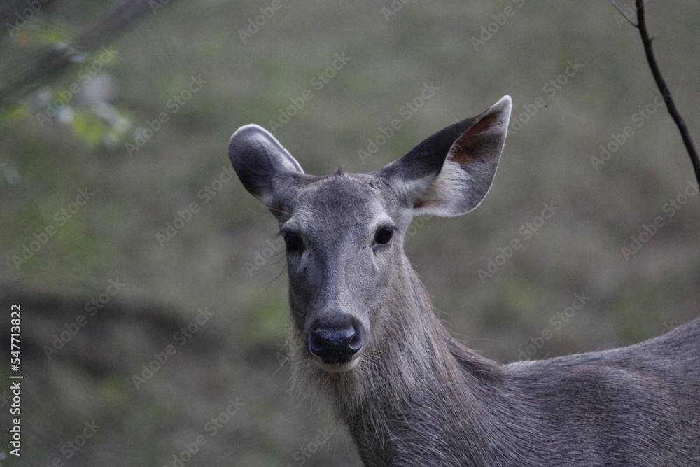 Sambar Deer in Ranathambore Jungle looking for food. Save wildlife concept. Magazine cover page photo. New release book cover page.