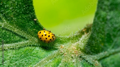 Closeup of a yellow ladybird (Psyllobora vigintiduopunctata) isolated on a green leaf photo