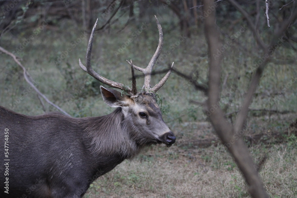 Sambar Deer in Ranathambore Jungle looking for food. Save wildlife concept. Magazine cover page photo. New release book cover page. Sambar Deer in Ranathambore Jungle looking for food. Save wildlife concept. Magazine cover page photo. New release book cover page.