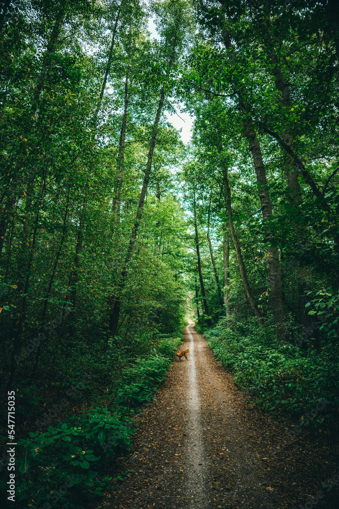 Naklejka premium path in the forest