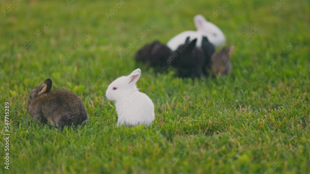 little rabbits on the lawn walking and eating grass little rabbits on the lawn walking and eating grass