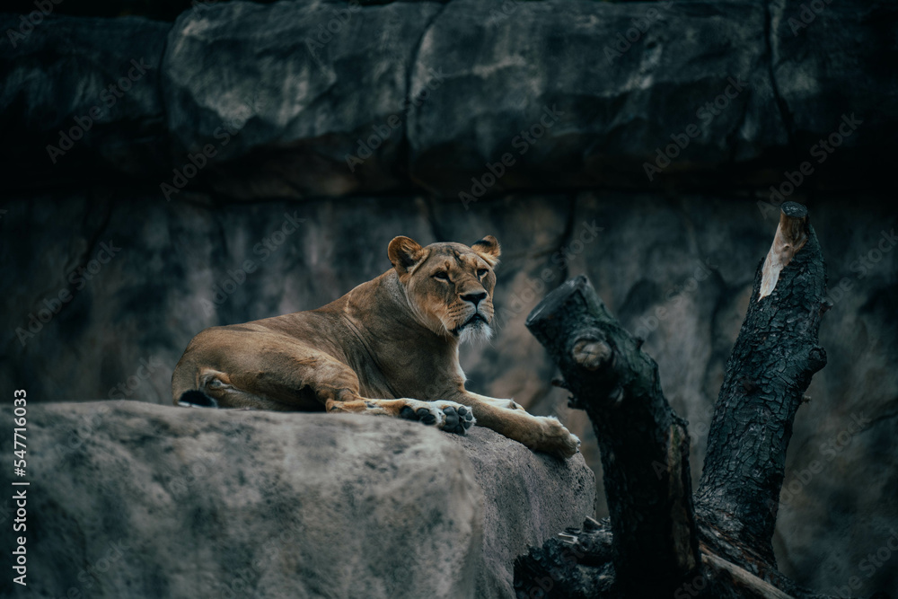 Naklejka premium lion and lioness