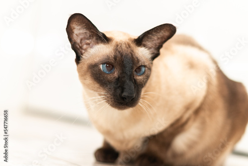 A beautiful, purebred Simskaya cat with blue eyes. A Siamese cat with a black muzzle, black ears and paws looks sadly to the side. © Vladimir