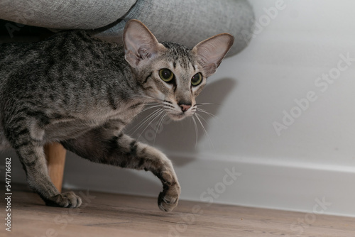 Foto Slender gray oriental shorthair cat with green eyes and large ears