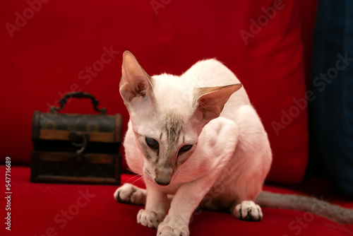 A beautiful oriental cat is sitting on a red sofa near a chest. Close-up. Siamese oriental breed. Blurred background. Extreme type. photo